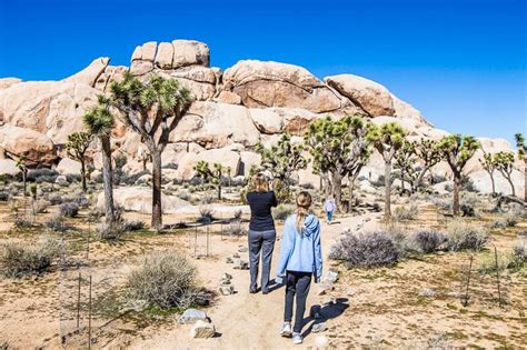 joshua tree service near me.